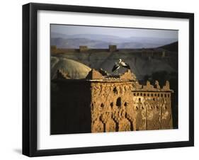 Birds on Structure, Morocco-Michael Brown-Framed Photographic Print