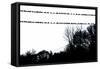 Birds on Telephone Wires-null-Framed Stretched Canvas