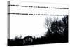 Birds on Telephone Wires-null-Stretched Canvas