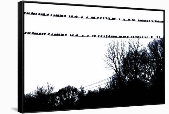 Birds on Telephone Wires-null-Framed Stretched Canvas