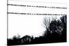 Birds on Telephone Wires-null-Stretched Canvas