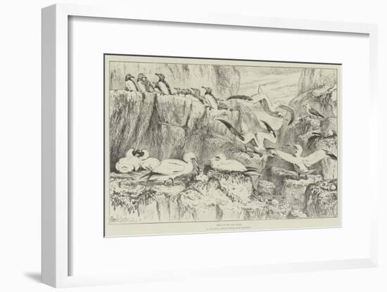 Birds on the Bass Rock, in the Natural History Museum, South Kensington-Samuel John Carter-Framed Giclee Print
