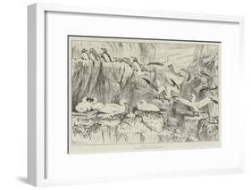 Birds on the Bass Rock, in the Natural History Museum, South Kensington-Samuel John Carter-Framed Giclee Print