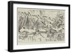 Birds on the Bass Rock, in the Natural History Museum, South Kensington-Samuel John Carter-Framed Giclee Print