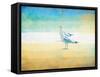 Birds On The Beach-Jace Grey-Framed Stretched Canvas