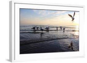 Birds on the Sunset. Seagulls at Sunset on the Sea Coast.-antshev-Framed Photographic Print