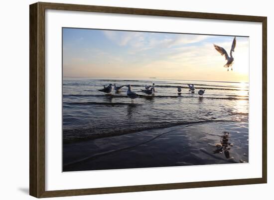 Birds on the Sunset. Seagulls at Sunset on the Sea Coast.-antshev-Framed Photographic Print