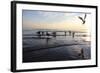 Birds on the Sunset. Seagulls at Sunset on the Sea Coast.-antshev-Framed Photographic Print