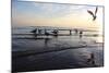 Birds on the Sunset. Seagulls at Sunset on the Sea Coast.-antshev-Mounted Photographic Print