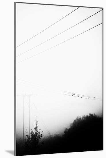 Birds On the Wire-Rory Garforth-Mounted Photographic Print