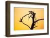 Birds on Tree at Dawn, Moremi Game Reserve, Botswana-Paul Souders-Framed Photographic Print