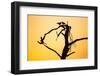 Birds on Tree at Dawn, Moremi Game Reserve, Botswana-Paul Souders-Framed Photographic Print