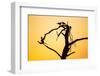 Birds on Tree at Dawn, Moremi Game Reserve, Botswana-Paul Souders-Framed Photographic Print