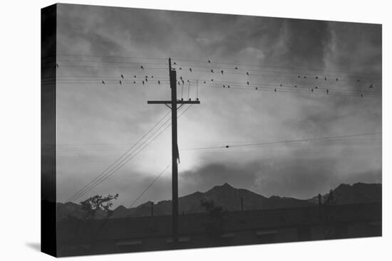 Birds on Wire, Evening-Ansel Adams-Stretched Canvas