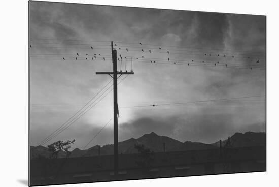 Birds on Wire, Evening-Ansel Adams-Mounted Premium Giclee Print