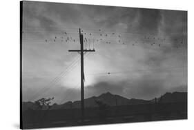 Birds on Wire, Evening-Ansel Adams-Stretched Canvas