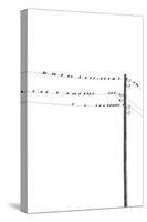 Birds on Wires-Incado-Stretched Canvas