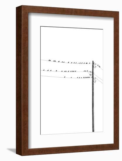 Birds on Wires-Incado-Framed Photographic Print