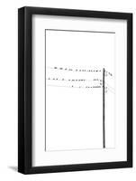 Birds on Wires-Incado-Framed Photographic Print