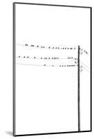 Birds on Wires-Incado-Mounted Photographic Print
