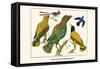 Birds, Oriole and Hummingbird-Albertus Seba-Framed Stretched Canvas