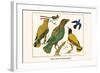 Birds, Oriole and Hummingbird-Albertus Seba-Framed Art Print