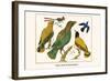 Birds, Oriole and Hummingbird-Albertus Seba-Framed Art Print