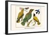 Birds, Oriole and Hummingbird-Albertus Seba-Framed Art Print