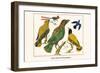 Birds, Oriole and Hummingbird-Albertus Seba-Framed Art Print