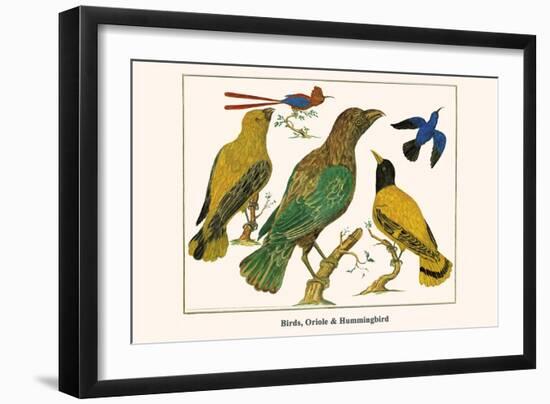 Birds, Oriole and Hummingbird-Albertus Seba-Framed Art Print