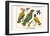 Birds, Oriole and Hummingbird-Albertus Seba-Framed Art Print