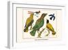 Birds, Oriole and Hummingbird-Albertus Seba-Framed Art Print