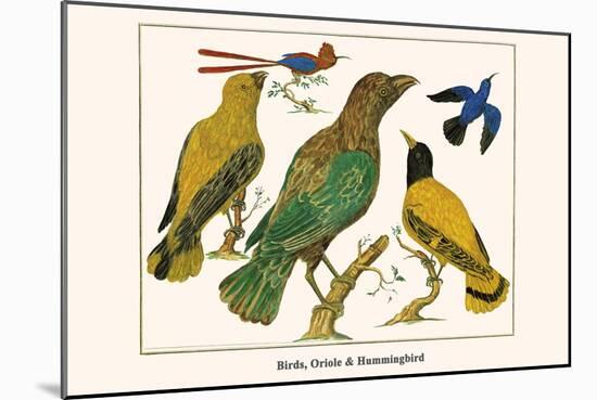 Birds, Oriole and Hummingbird-Albertus Seba-Mounted Art Print