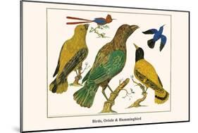 Birds, Oriole and Hummingbird-Albertus Seba-Mounted Art Print