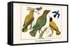 Birds, Oriole and Hummingbird-Albertus Seba-Framed Stretched Canvas