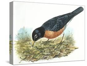 Birds: Passeriformes, American Robin (Turdus Migratorius) Catching Insects-null-Stretched Canvas