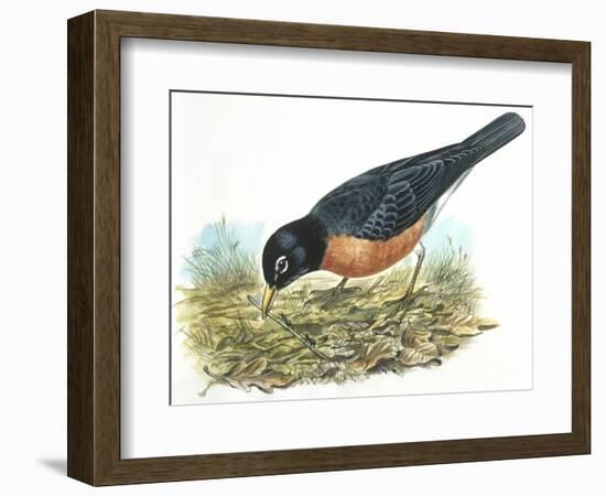 Birds: Passeriformes, American Robin (Turdus Migratorius) Catching Insects-null-Framed Giclee Print