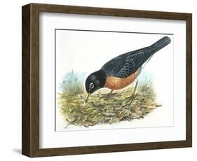 Birds: Passeriformes, American Robin (Turdus Migratorius) Catching Insects-null-Framed Giclee Print