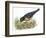 Birds: Passeriformes, American Robin (Turdus Migratorius) Catching Insects-null-Framed Giclee Print