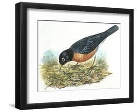 Birds: Passeriformes, American Robin (Turdus Migratorius) Catching Insects-null-Framed Giclee Print