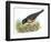 Birds: Passeriformes, American Robin (Turdus Migratorius) Catching Insects-null-Framed Giclee Print