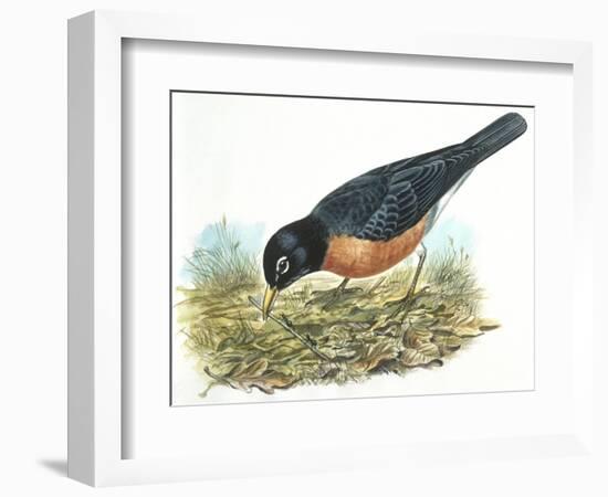 Birds: Passeriformes, American Robin (Turdus Migratorius) Catching Insects-null-Framed Giclee Print