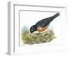 Birds: Passeriformes, American Robin (Turdus Migratorius) Catching Insects-null-Framed Giclee Print