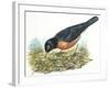 Birds: Passeriformes, American Robin (Turdus Migratorius) Catching Insects-null-Framed Giclee Print