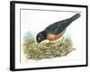 Birds: Passeriformes, American Robin (Turdus Migratorius) Catching Insects-null-Framed Giclee Print