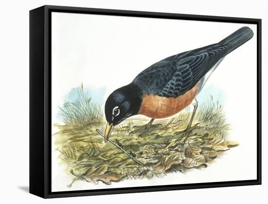 Birds: Passeriformes, American Robin (Turdus Migratorius) Catching Insects-null-Framed Stretched Canvas