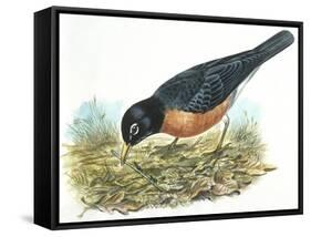 Birds: Passeriformes, American Robin (Turdus Migratorius) Catching Insects-null-Framed Stretched Canvas