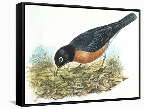 Birds: Passeriformes, American Robin (Turdus Migratorius) Catching Insects-null-Framed Stretched Canvas