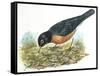 Birds: Passeriformes, American Robin (Turdus Migratorius) Catching Insects-null-Framed Stretched Canvas