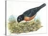 Birds: Passeriformes, American Robin (Turdus Migratorius) Catching Insects-null-Stretched Canvas